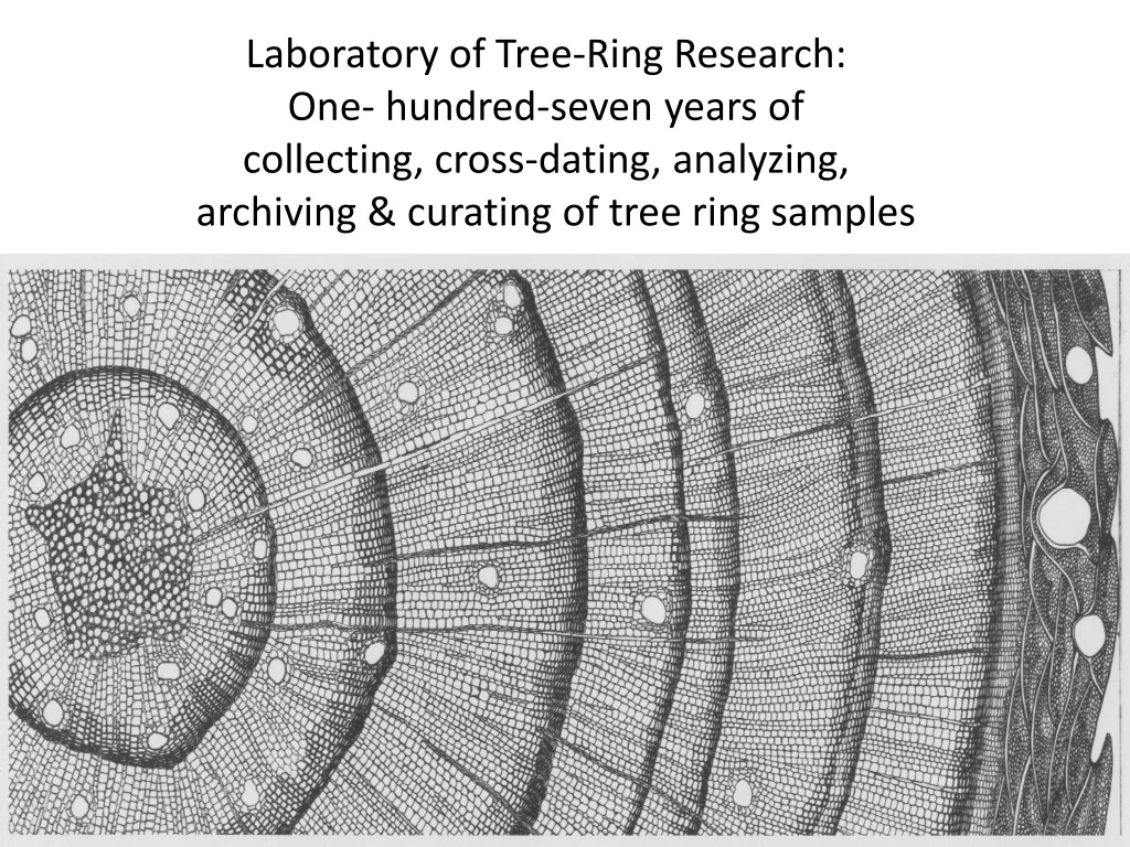 laboratory of tree ring research one hundred