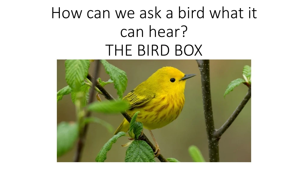 how can we ask a bird what it can hear the bird box
