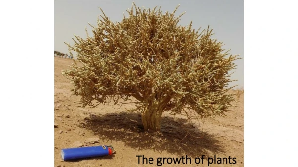 The growth of plants