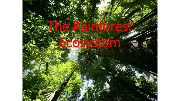 The Rainforest Ecosystem