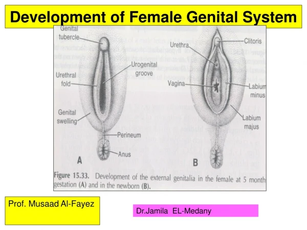 Development of Female Genital System
