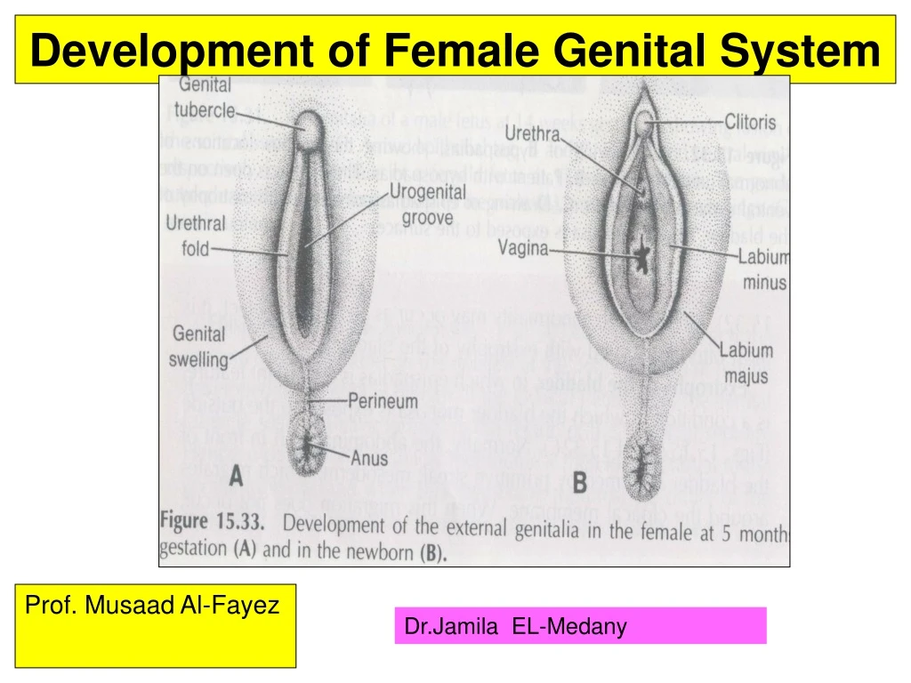 development of female genital system