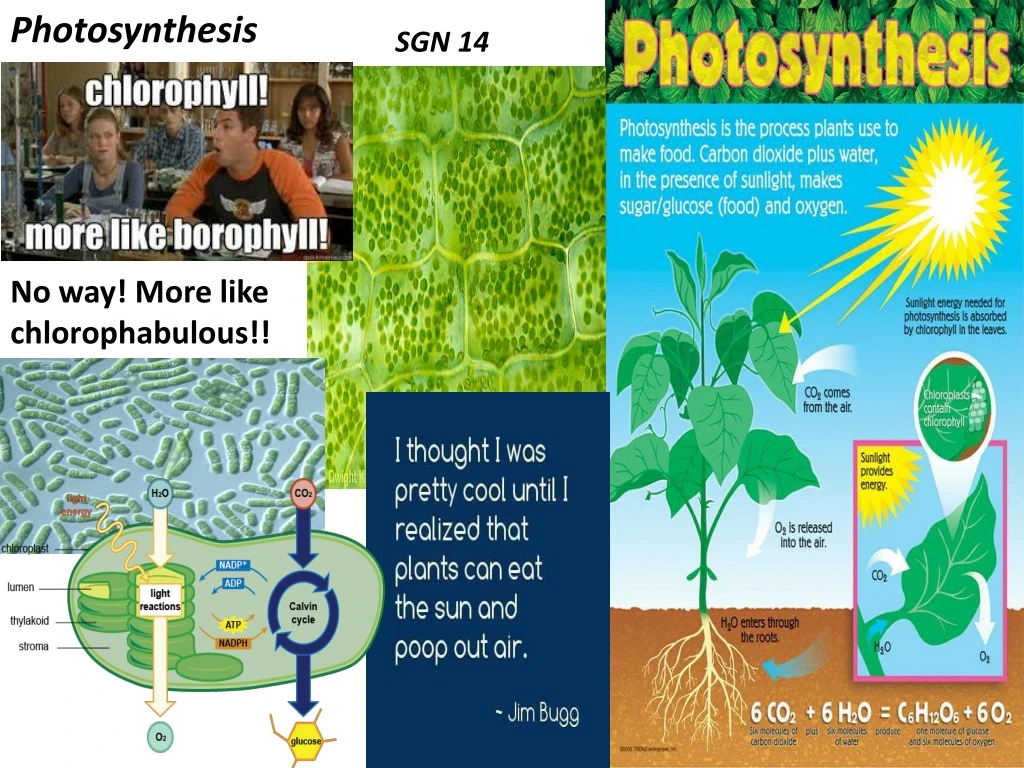 photosynthesis