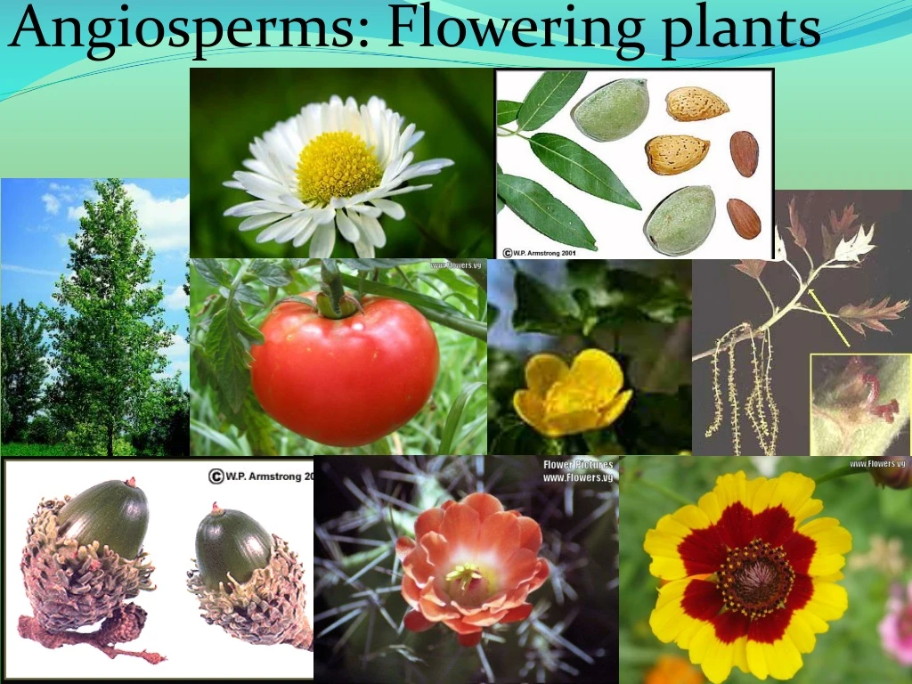 angiosperms flowering plants