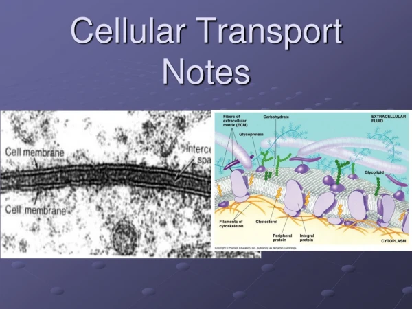 Cellular Transport Notes