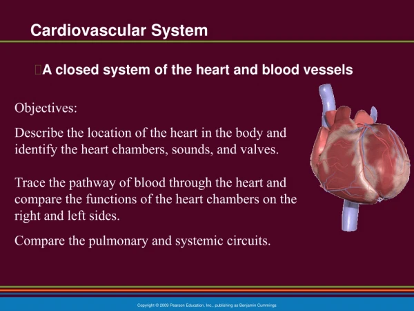 Cardiovascular System