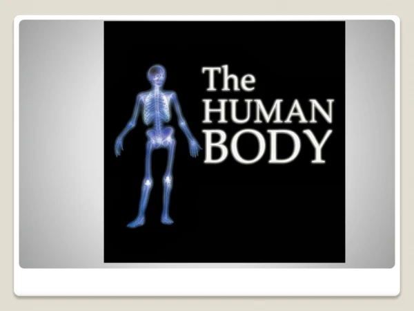 T he skeletal system interacts with other systems: