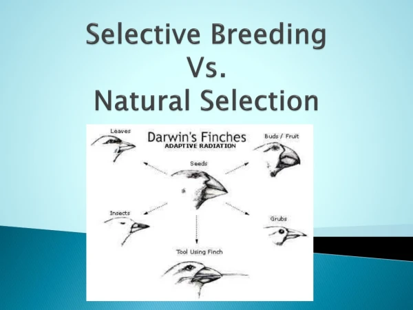 Selective Breeding Vs. Natural Selection
