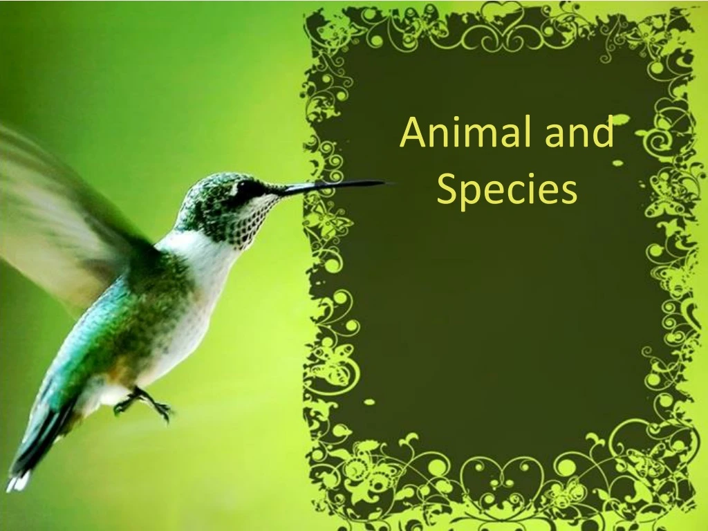 animal and species