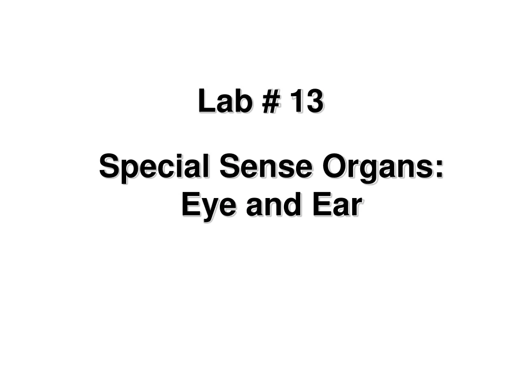 lab 13