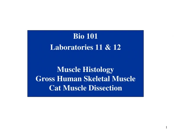 Bio 101 Laboratories 11 &amp; 12 Muscle Histology Gross Human Skeletal Muscle Cat Muscle Dissection