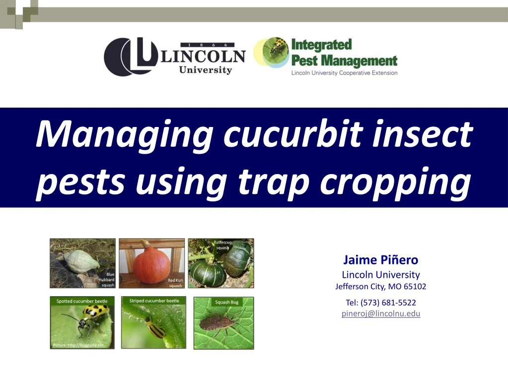 managing cucurbit insect pests using trap cropping