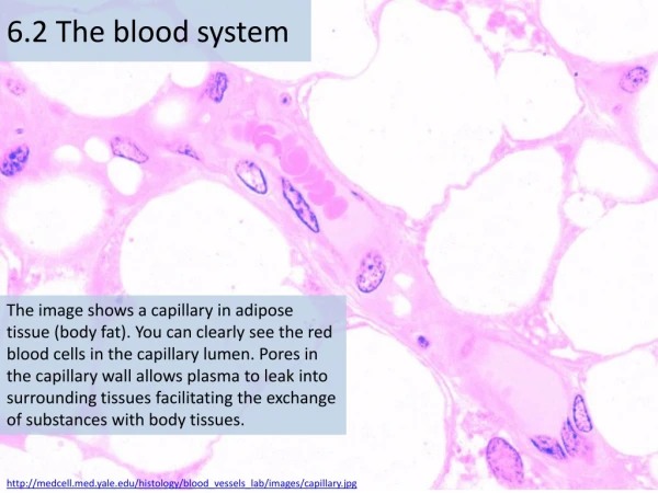 6.2 The blood system