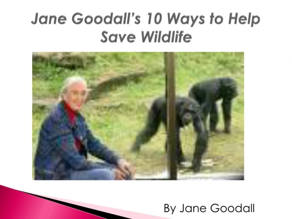 Jane Goodall’s 10 Ways to Help Save Wildlife