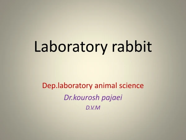 Laboratory rabbit