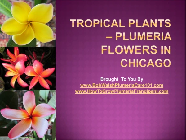 Tropical plants – plumeria flowers in chicago