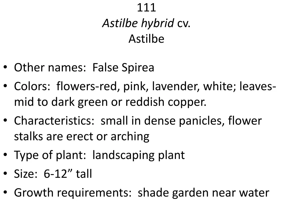 111 astilbe hybrid cv astilbe
