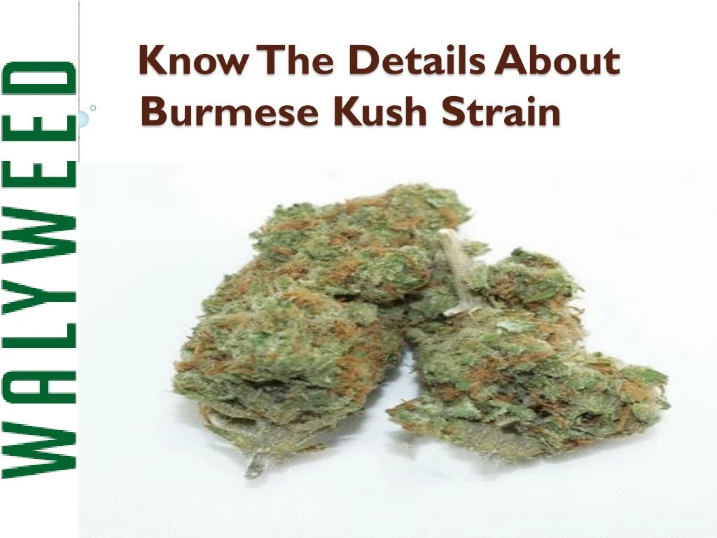 know the details about burmese kush strain