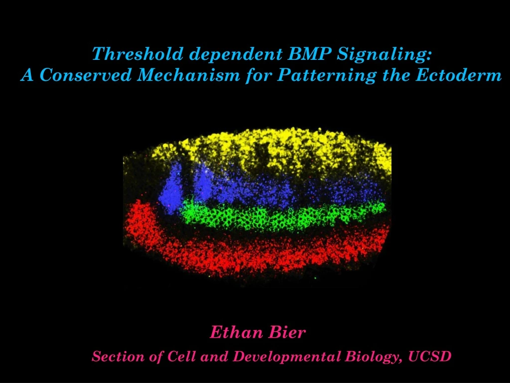 threshold dependent bmp signaling a conserved