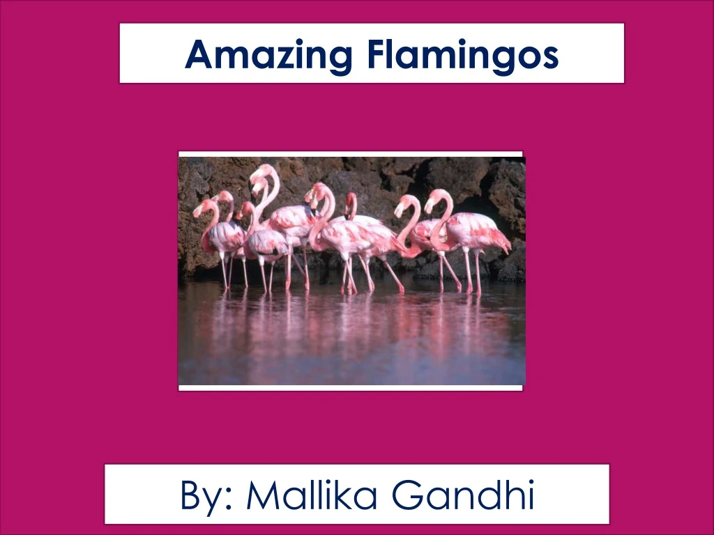amazing flamingos