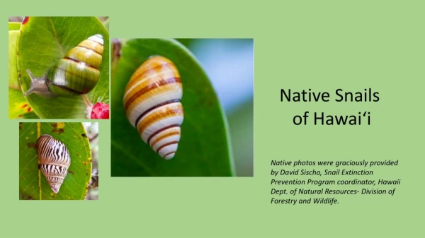 Native Snails of Hawai?i
