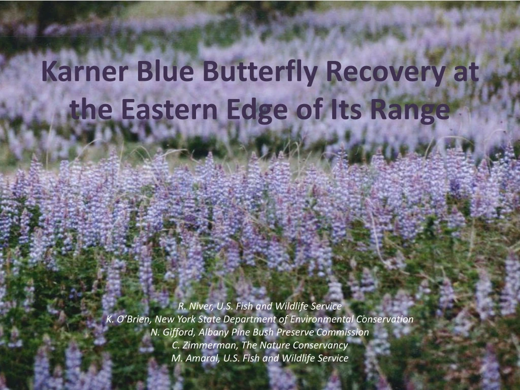 karner blue butterfly recovery at the eastern edge of its range