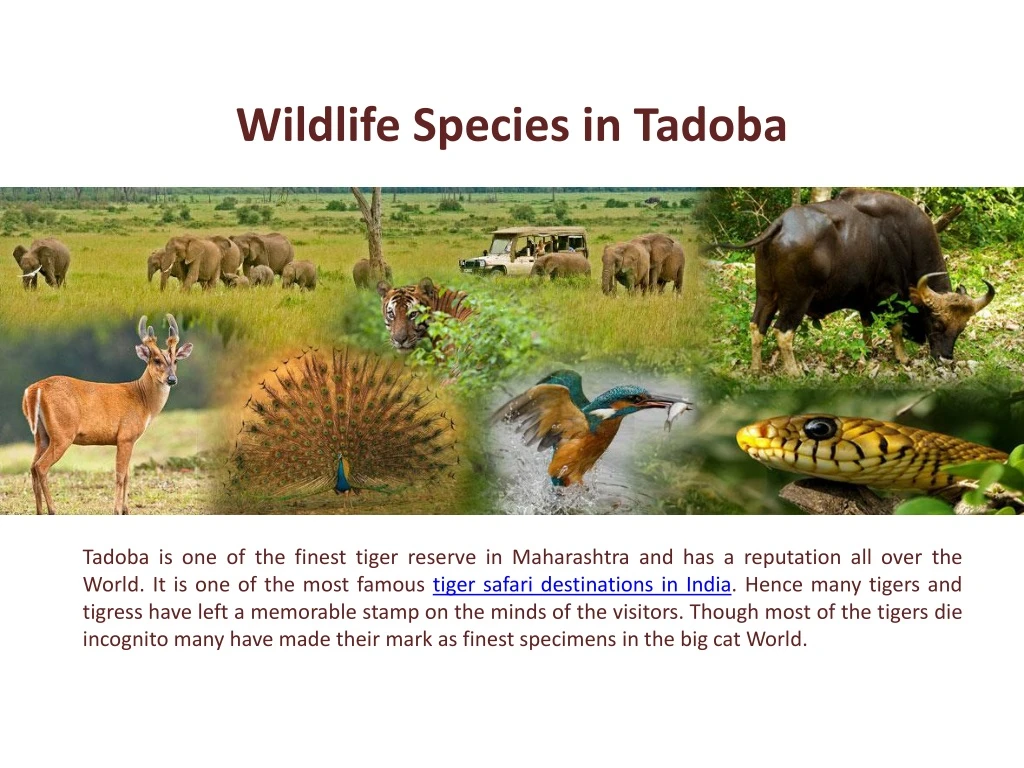 wildlife species in tadoba