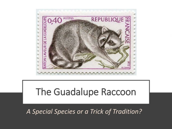 The Guadalupe Raccoon