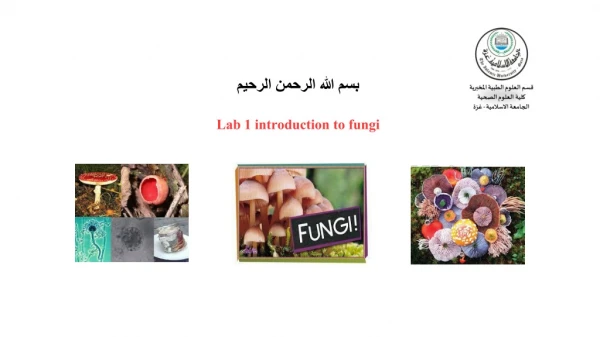 بسم الله الرحمن الرحيم Lab 1 introduction to fungi