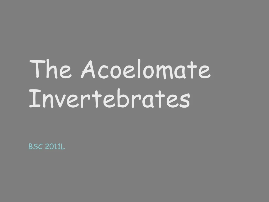 the acoelomate invertebrates