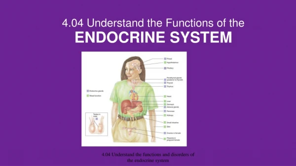 4.04 Understand the Functions of the ENDOCRINE SYSTEM
