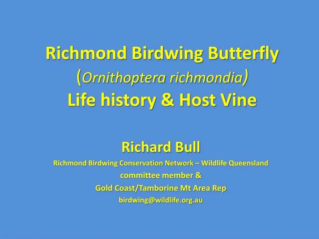 richmond birdwing butterfly ornithoptera richmondia life history host vine