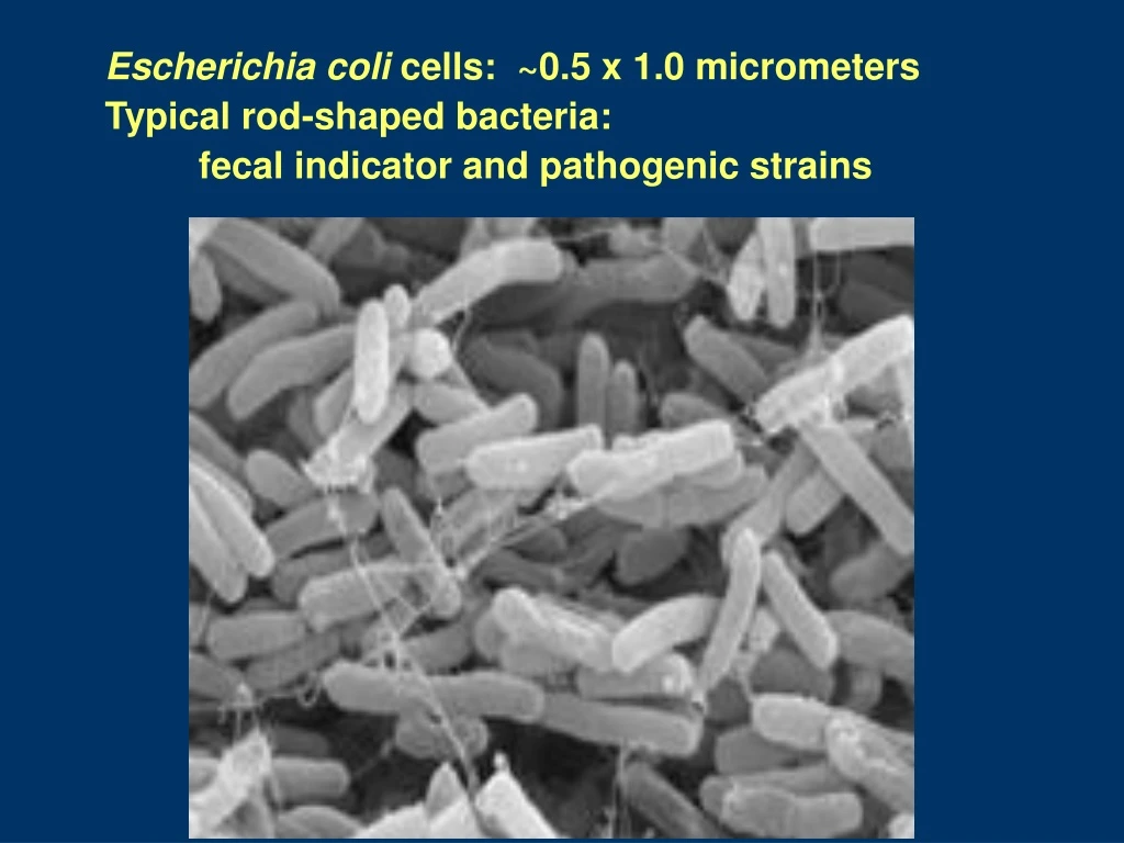 escherichia coli cells 0 5 x 1 0 micrometers