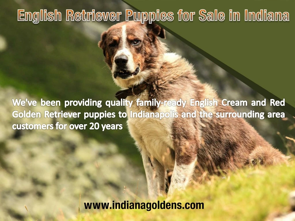 english retriever puppies for sale in indiana