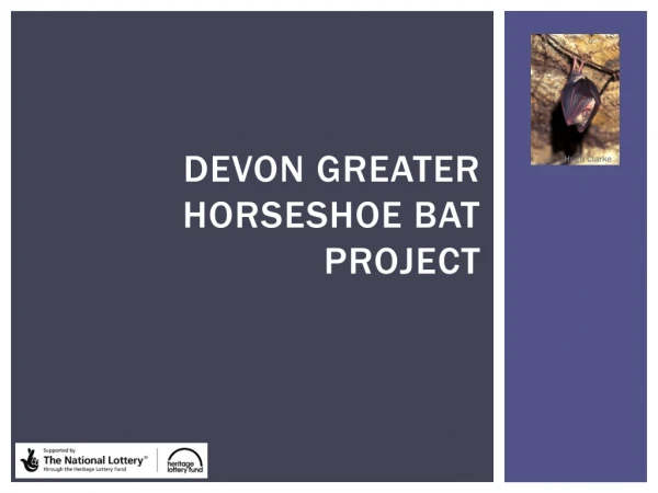 Devon Greater Horseshoe Bat Project
