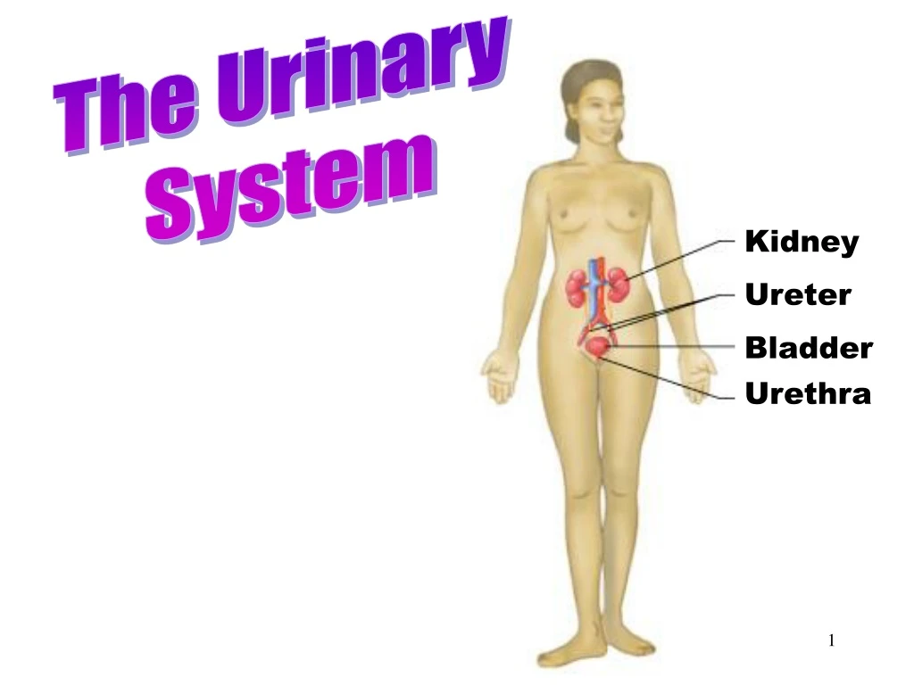 urinary system