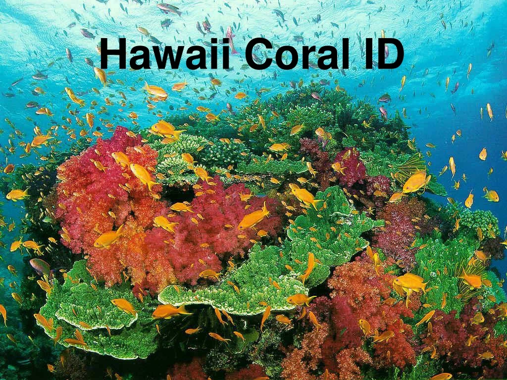 hawaii coral id