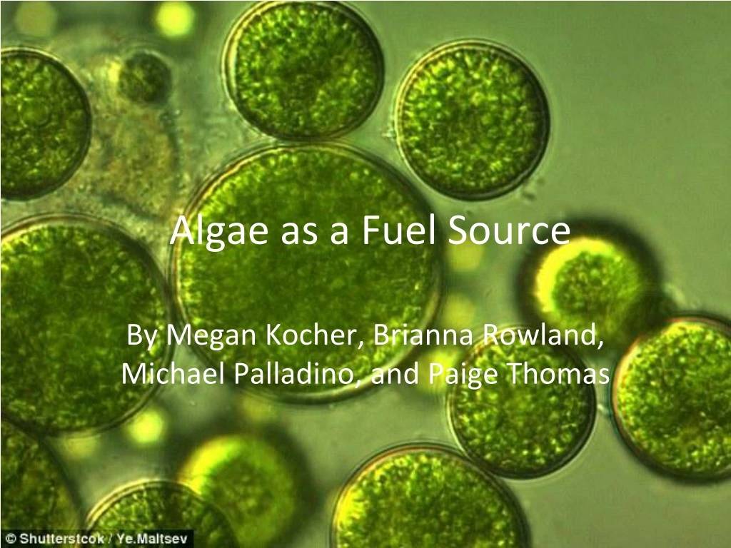 algae as a fuel source