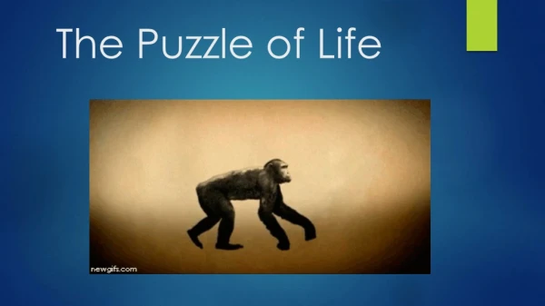 The Puzzle of Life