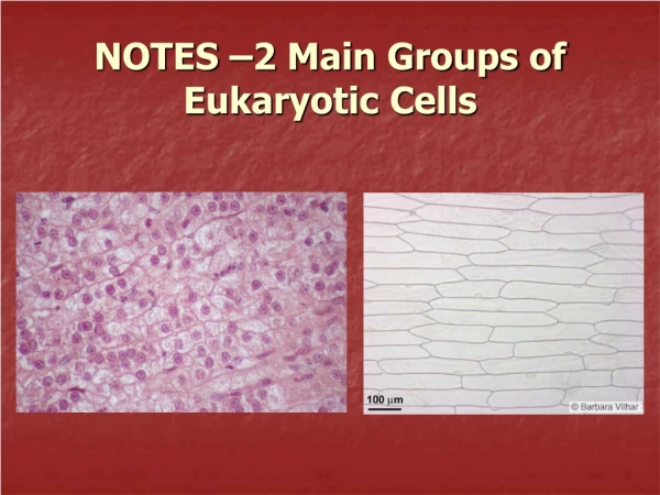 NOTES –2 Main Groups of Eukaryotic Cells