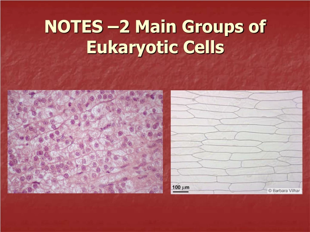 notes 2 main groups of eukaryotic cells