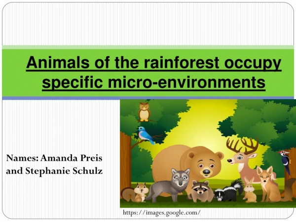 Animals of the rainforest occupy specific micro-environments