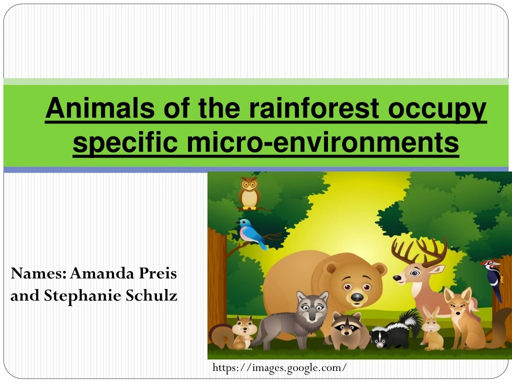 animals of the rainforest occupy specific micro environments