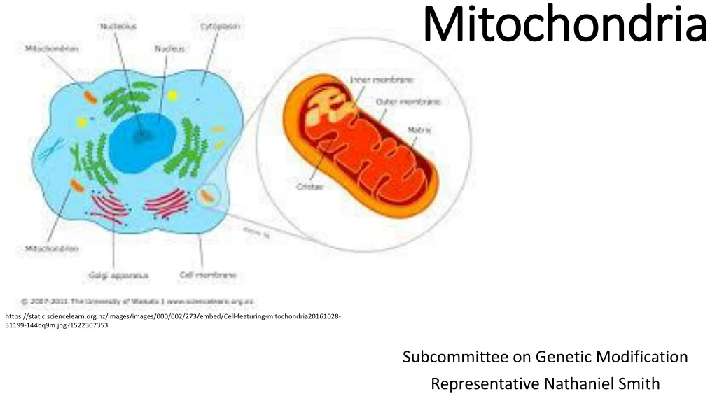 mitochondria