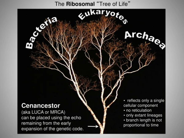 The Ribosomal “ Tree of Life ”