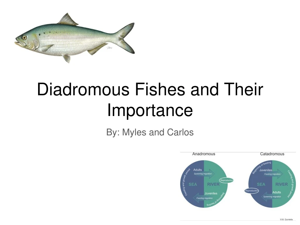 diadromous fishes and their importance