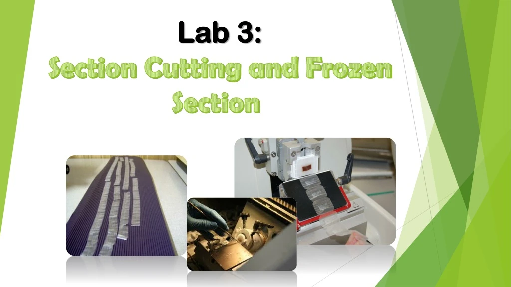 lab 3 section cutting and frozen section