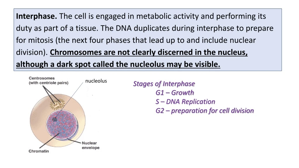 interphase the cell is engaged in metabolic