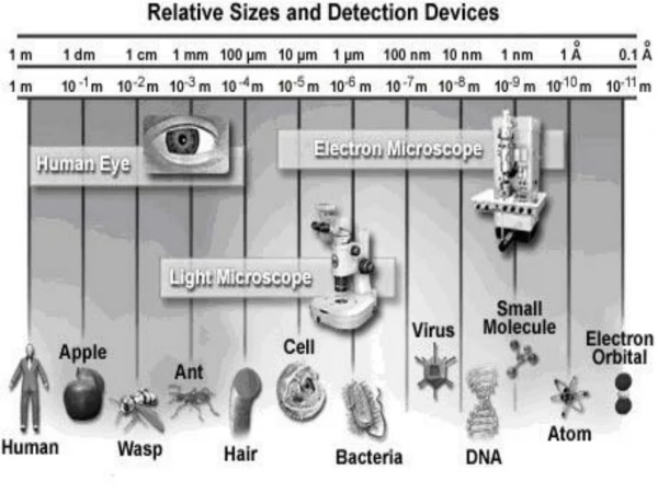 Outline Human Eye The main types of microscopes Light microscope Parts of light microscope