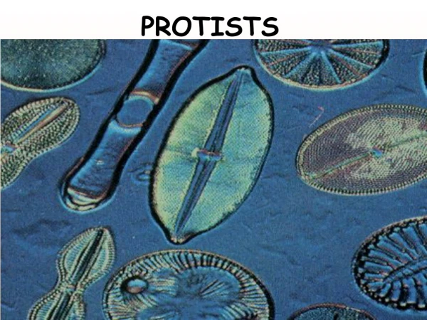 PROTISTS